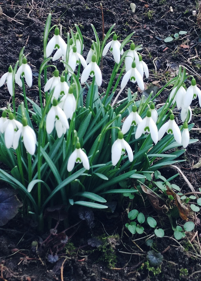 snowdrops