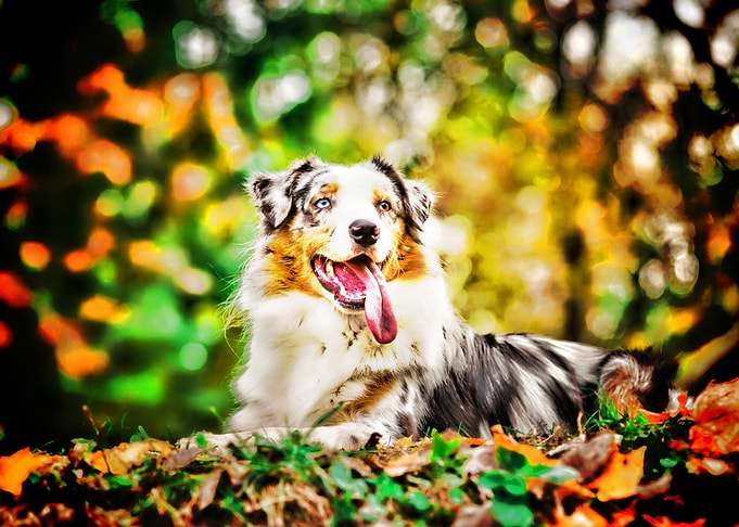 Australian Shepherd