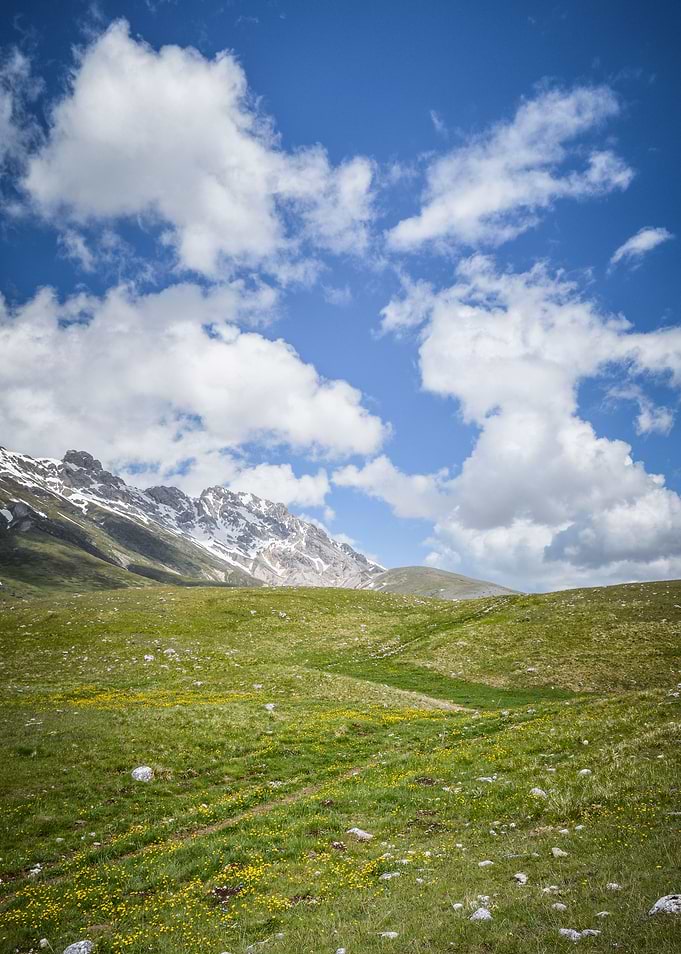 Cattle Paths