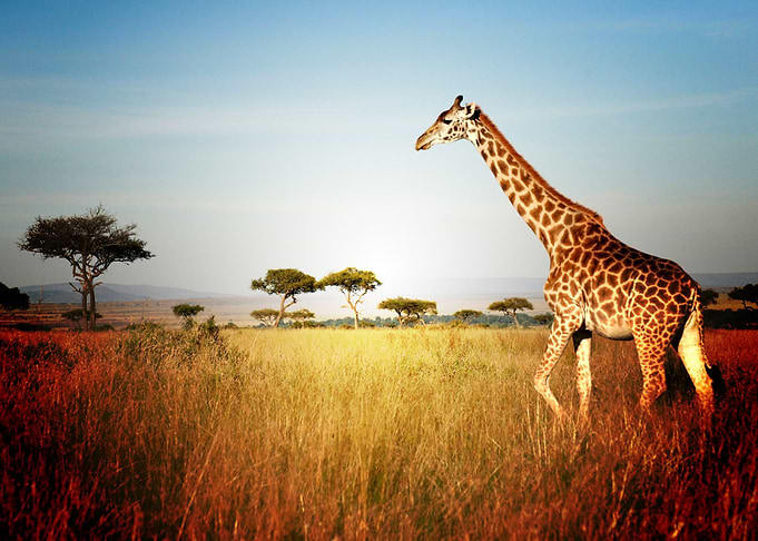 giraffe