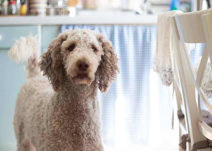 poodle grey