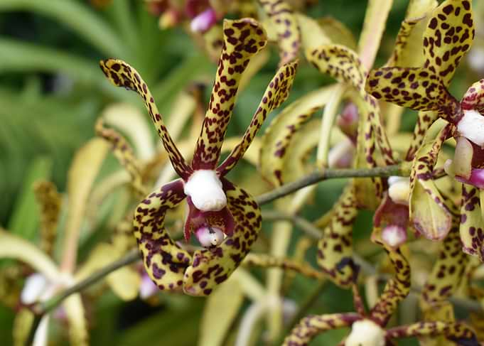 Orchid