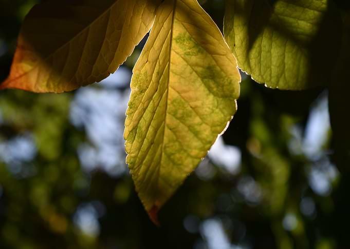 Sunlit leaf
