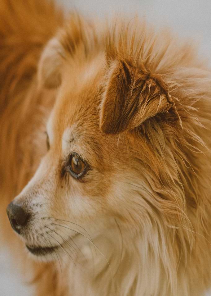 orange head dog