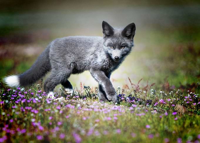 black fox little fox wildl