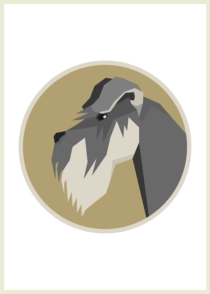 Schnauzer