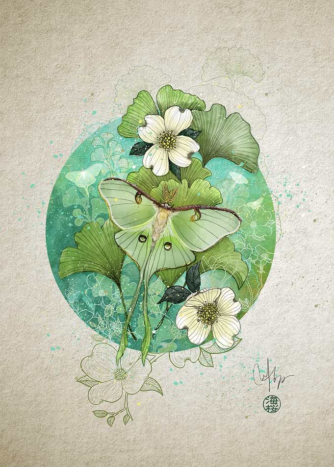 Luna Moth