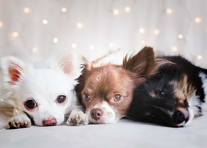 Chihuahua
