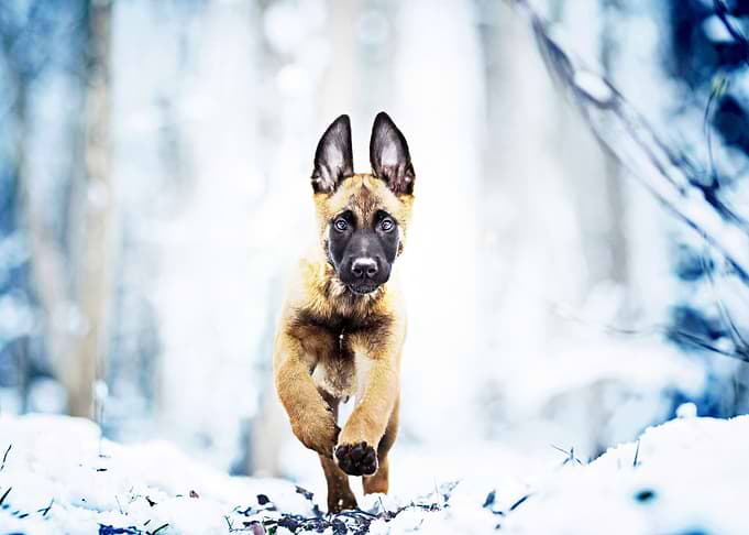 Belgian Malinois