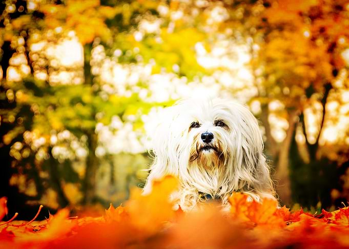 Havana Bichon