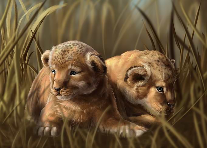 Lion cubs hiding in grass