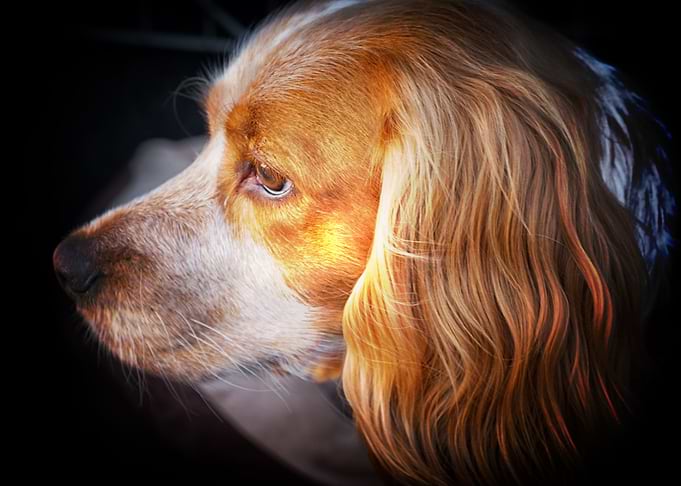big dog