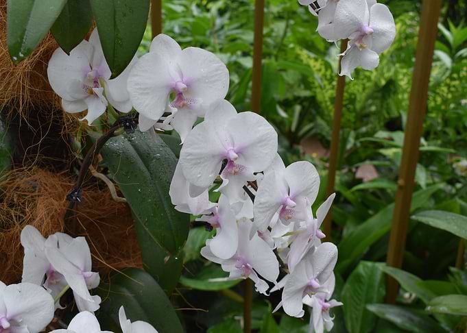 Orchid