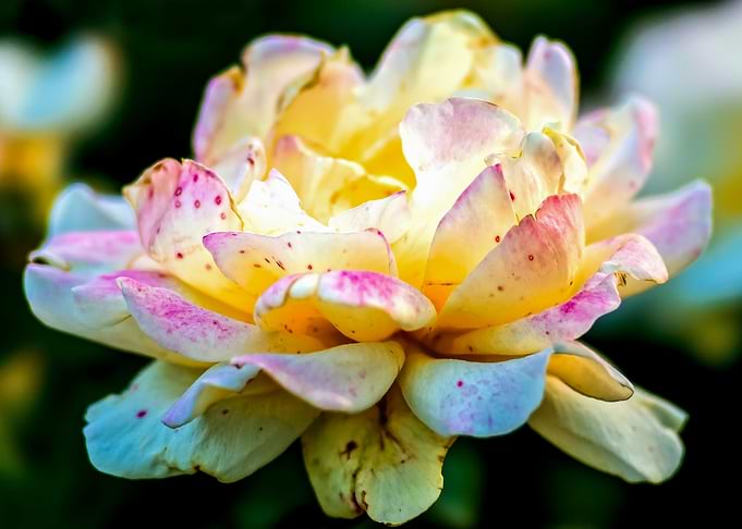 Yellow Rose With Freckles