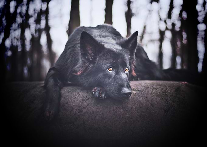 Shepherd