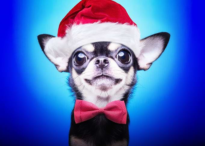 Chihuahua