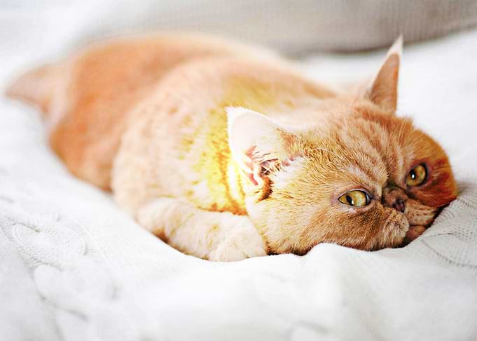 Ginger Persian Cat
