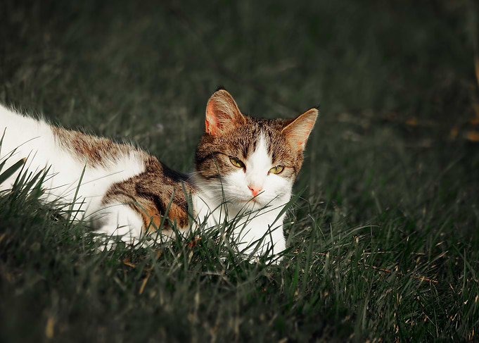 Relaxing cat