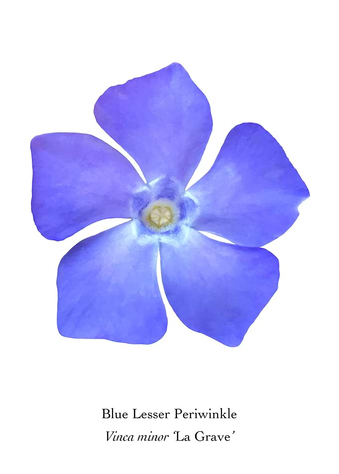 Lesser Periwinkle