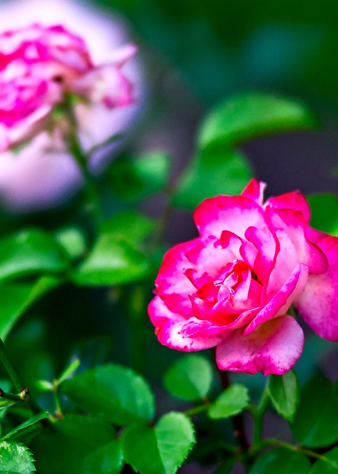 Dark Pink Roses Green Bush