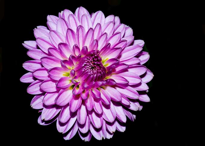 Purple chrysanthemum