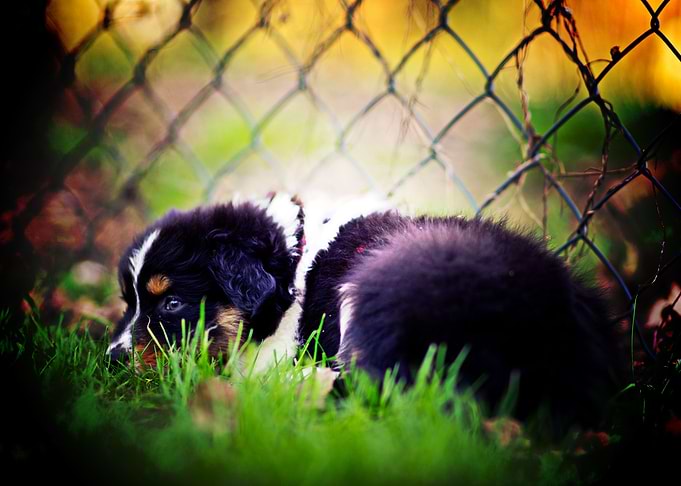 Berner Sennenhund