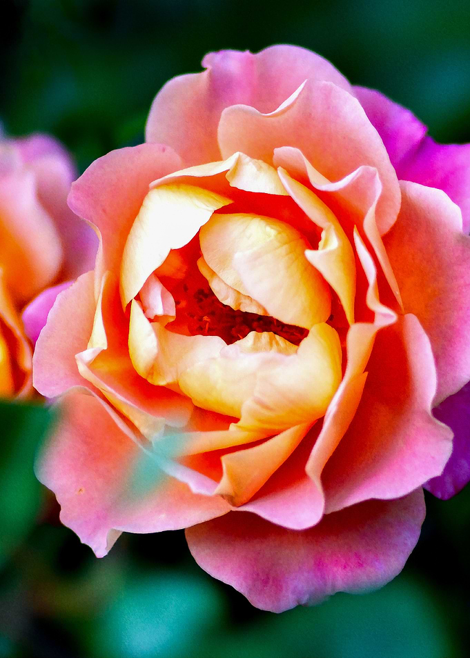 Two Rose Flowers On Green