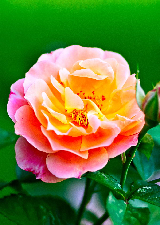 Chic Rose Flower On Green