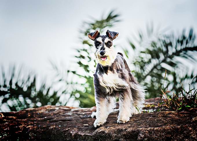 Miniature Schnauzer