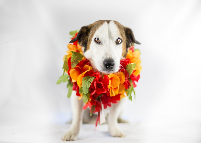 flower dog