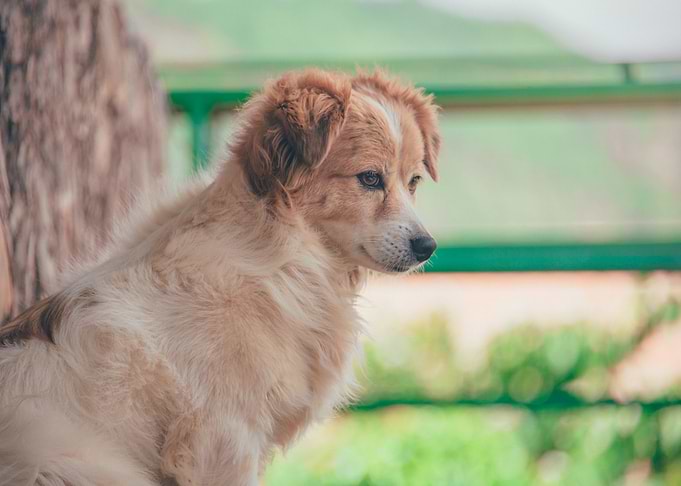 beautiful dog brown
