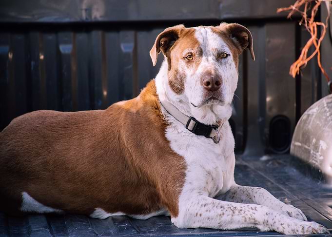 american dog pit bull