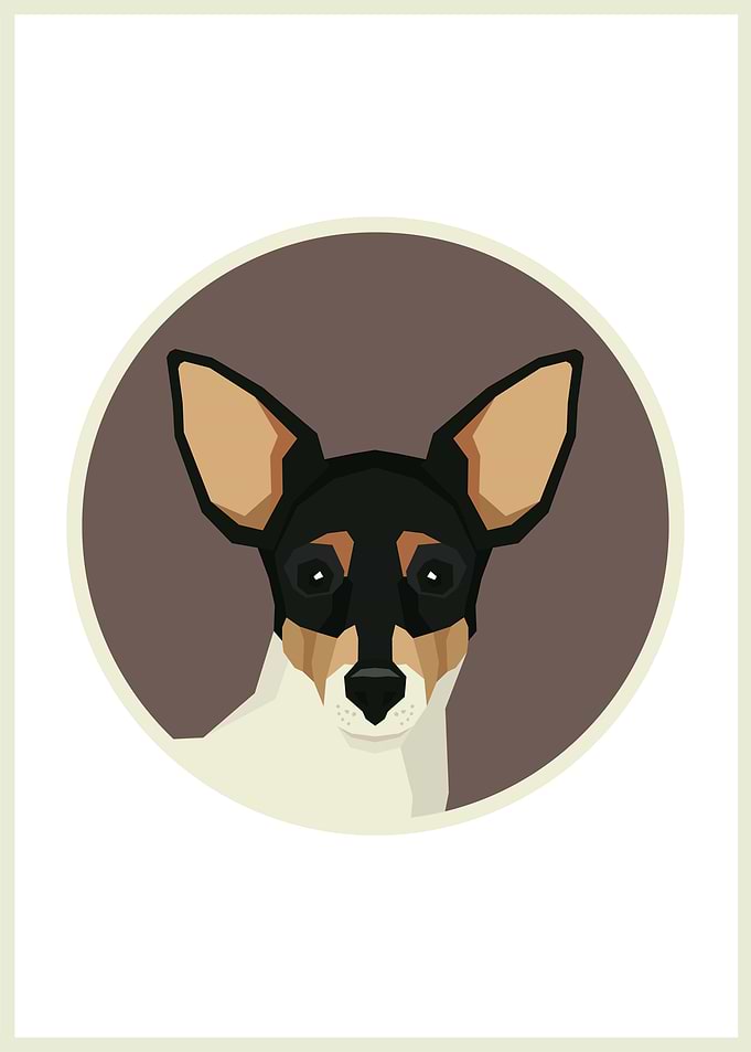 Toy Fox Terrier Face