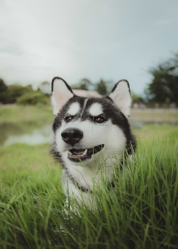 water green dog