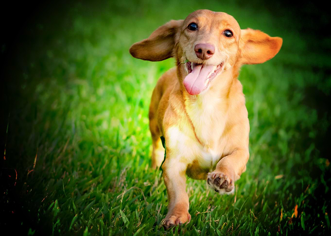 dachshund