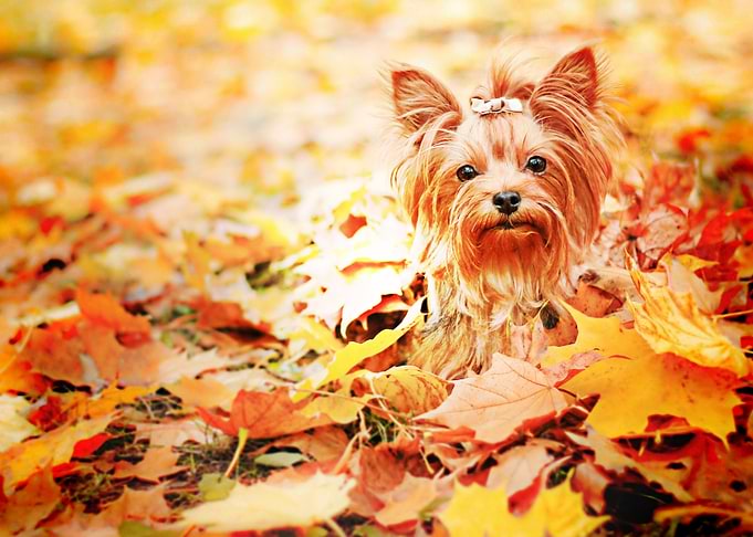 Yorkie
