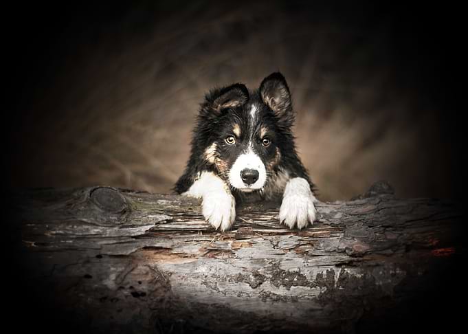 border collie
