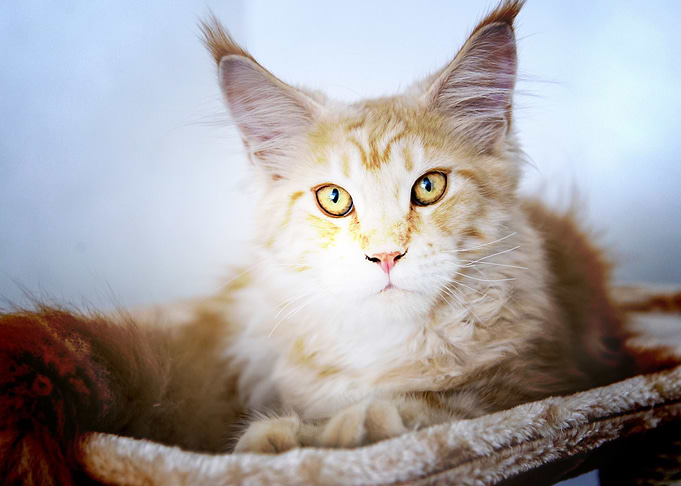 Maine Coon