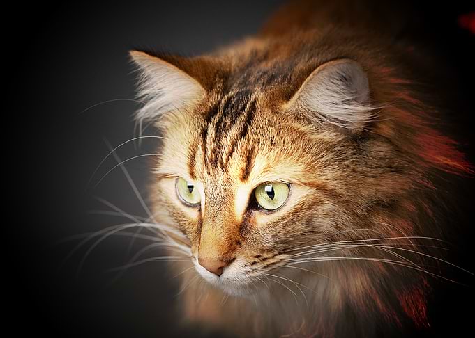Maine Coon
