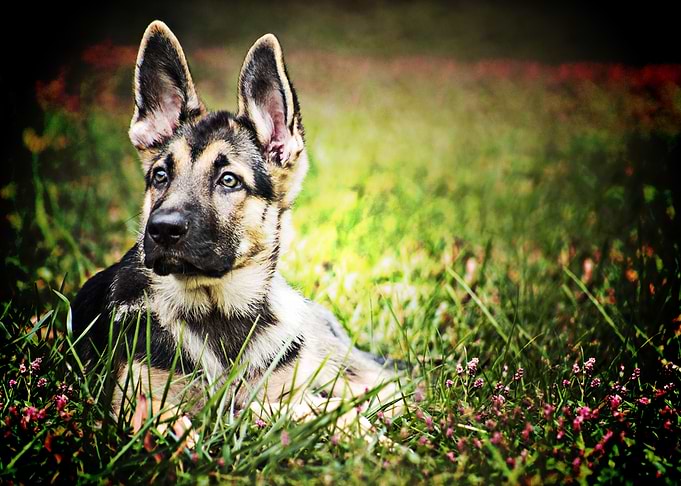 Shepherd