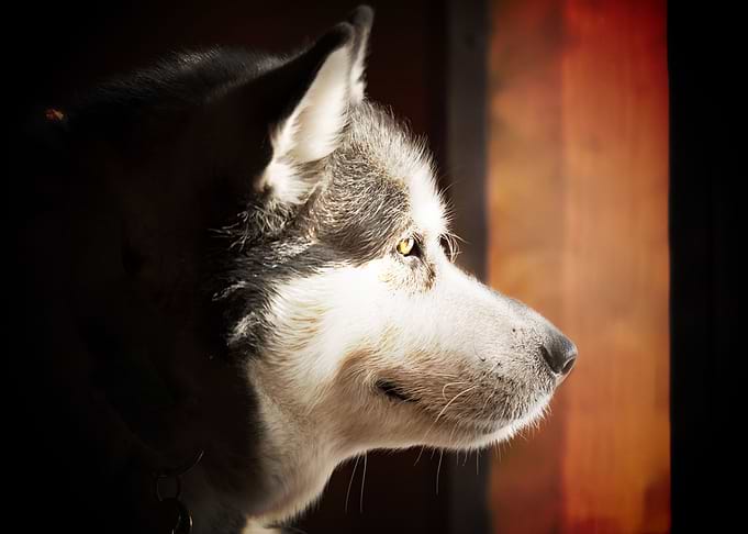 alaskan