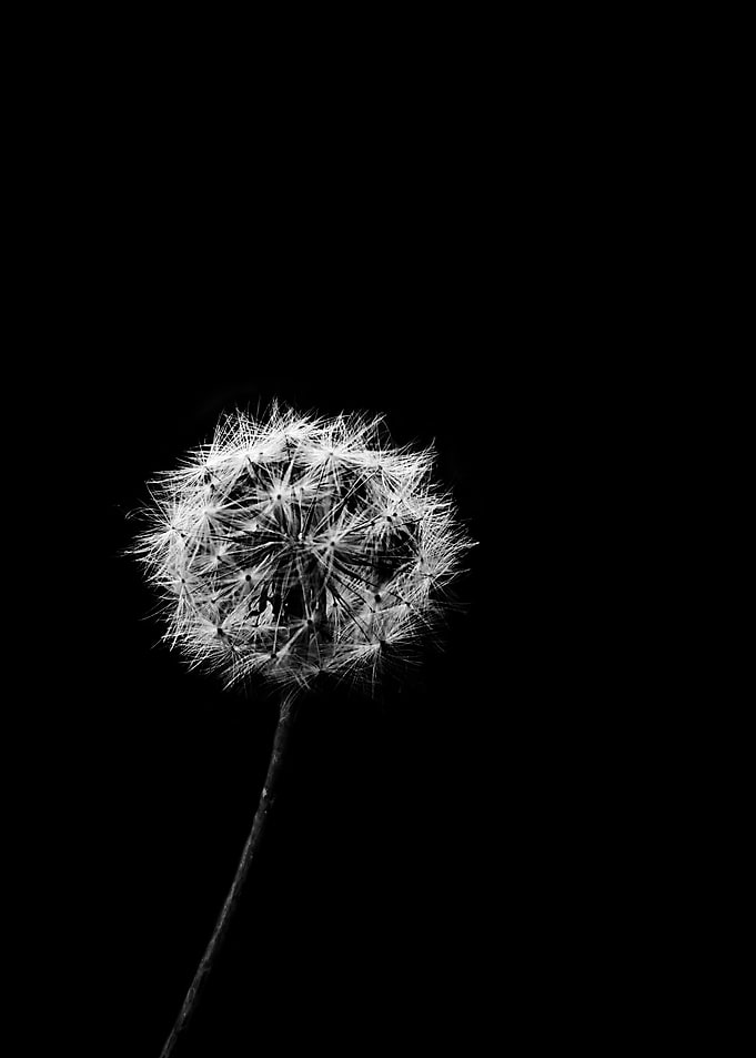 Dandelion