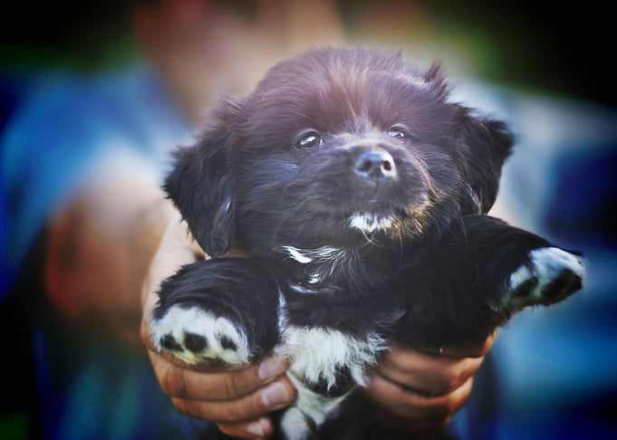 black puppy closeup bokeh