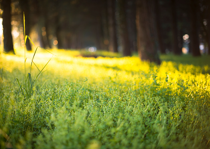 Summer light
