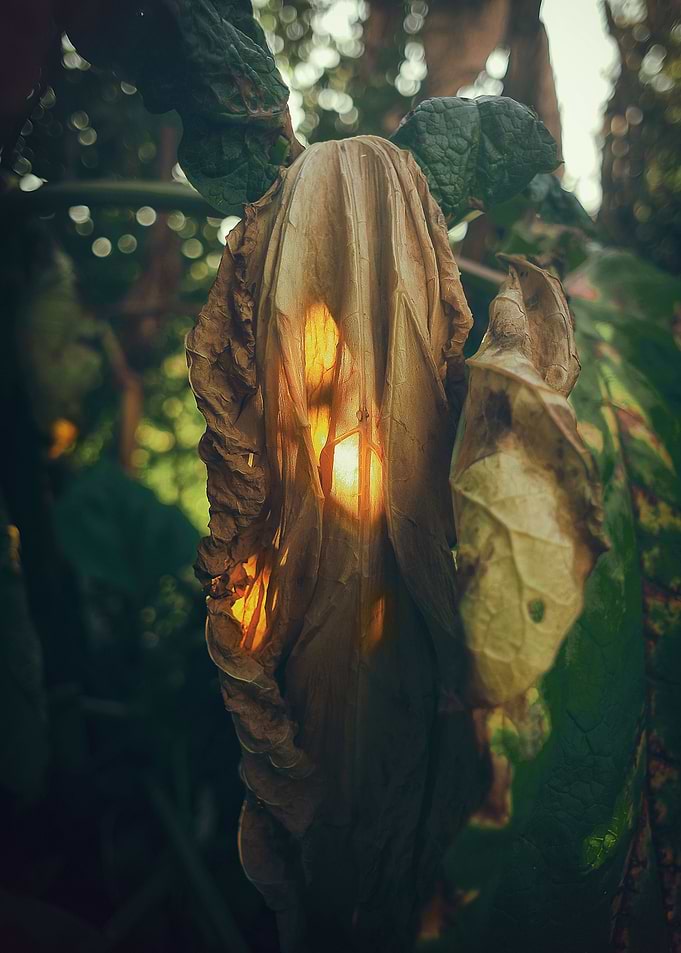 Like a ghost