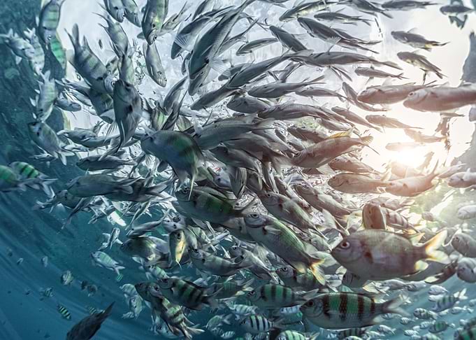 Animal Fish Fishes Underwa