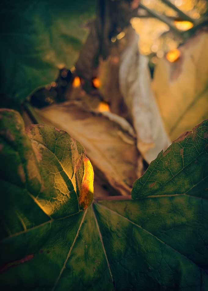 Rhubarb leaves