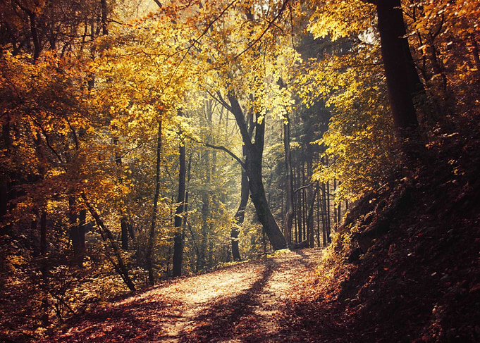 Autumn lights and shadows