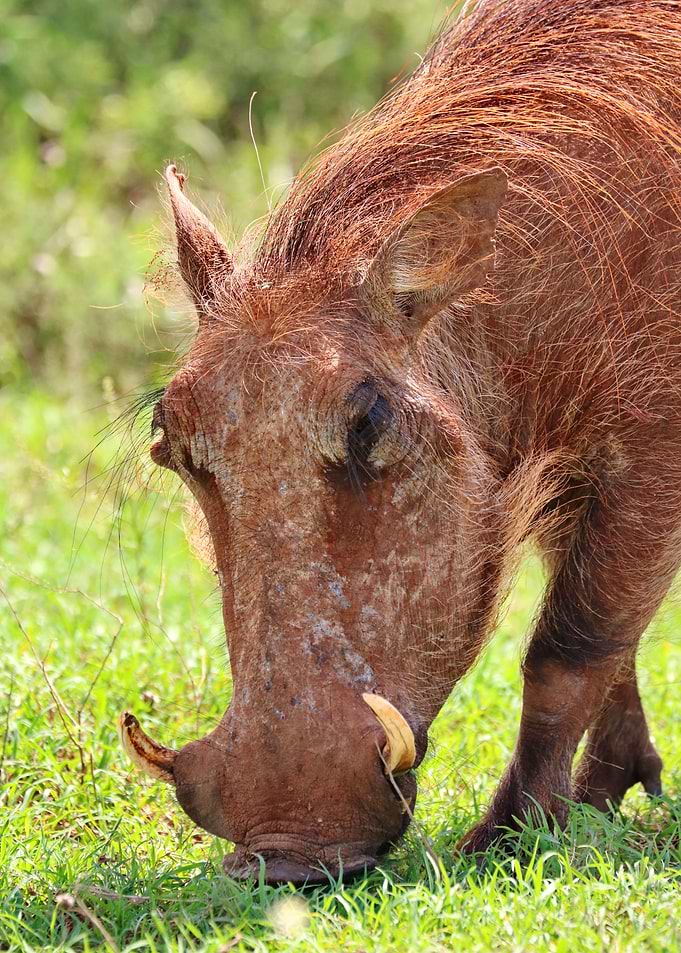 Warthog 533