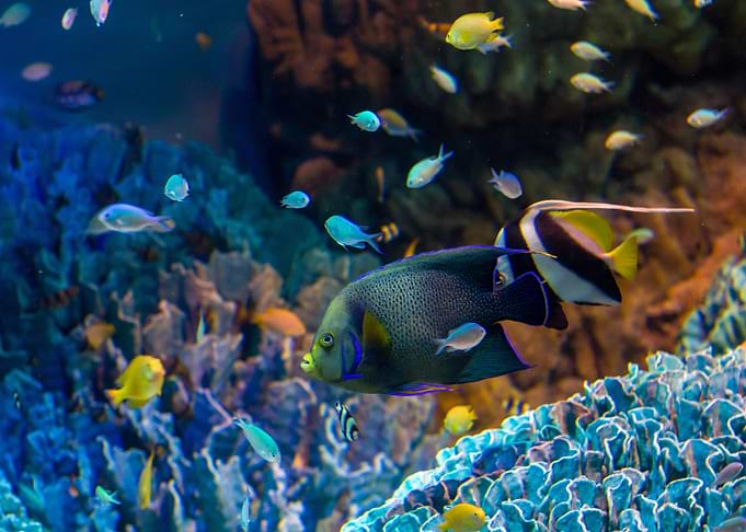 Animal Fish Fishes Sea Lif